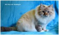 /album/fotogaleria-rayo-del-alendergole/rayosnowyglove-nov-2015-6-jpg2/